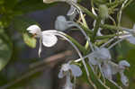 White fringed orchid